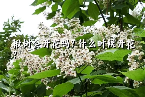 楸树会开花吗？什么时候开花？