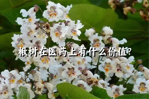 楸树在医药上有什么价值？