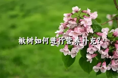 楸树如何进行营养补充？