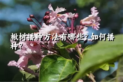 楸树播种方法有哪些？如何播种？