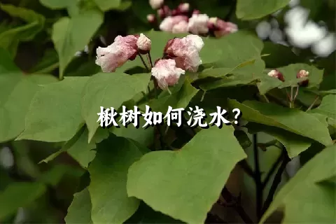 楸树如何浇水？