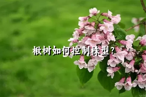 楸树如何控制株型？