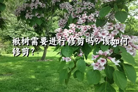 楸树需要进行修剪吗？该如何修剪？