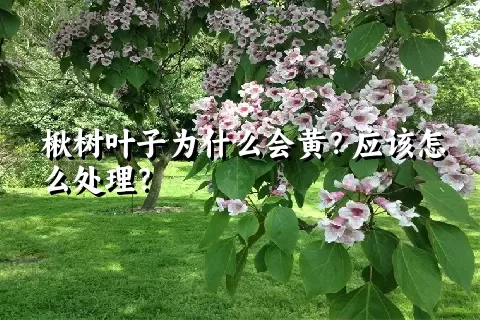 楸树叶子为什么会黄？应该怎么处理？