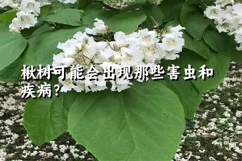 楸树可能会出现那些害虫和疾病？