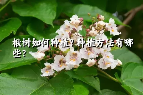 楸树如何种植？种植方法有哪些？