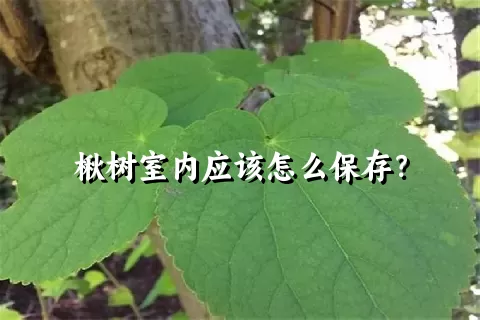 楸树室内应该怎么保存？