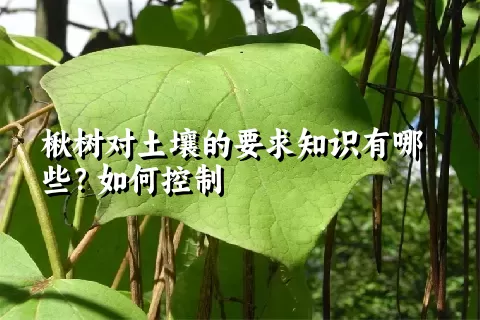 楸树对土壤的要求知识有哪些？如何控制