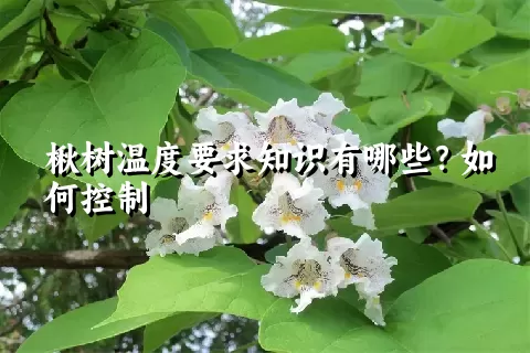 楸树温度要求知识有哪些？如何控制