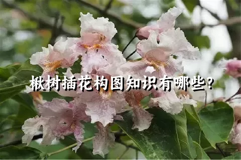 楸树插花构图知识有哪些？