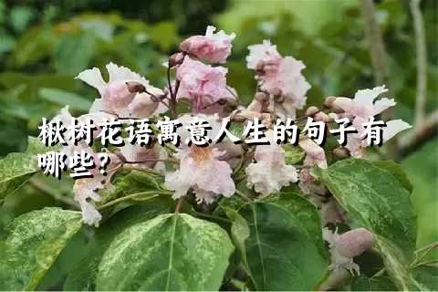 楸树花语寓意人生的句子有哪些？