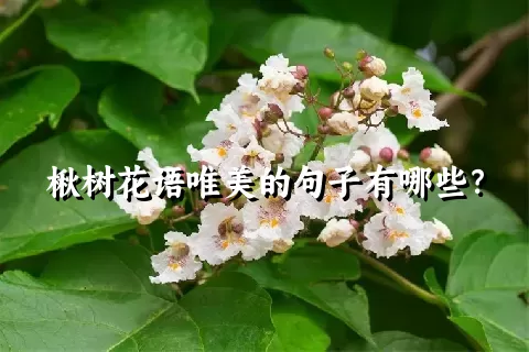 楸树花语唯美的句子有哪些？