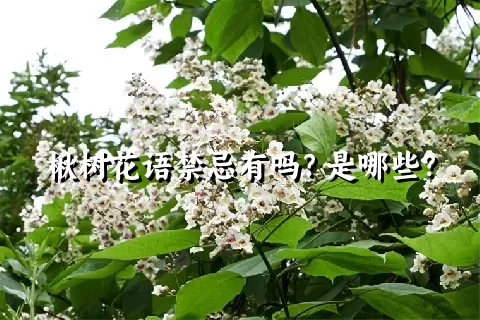 楸树花语禁忌有吗？是哪些？