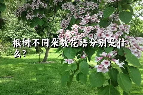 楸树不同朵数花语分别是什么？