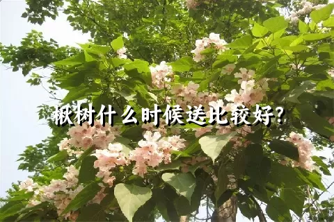 楸树什么时候送比较好？