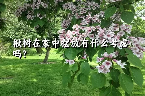 楸树在家中摆放有什么考虑吗？