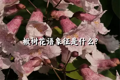 楸树花语象征是什么？