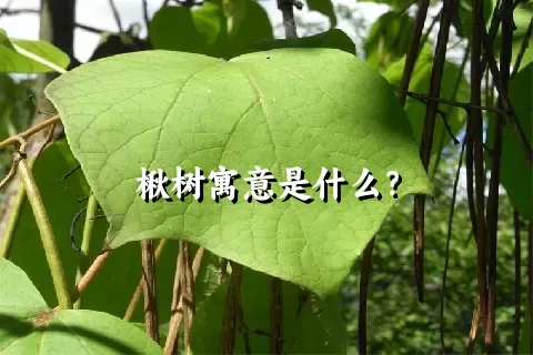 楸树寓意是什么？