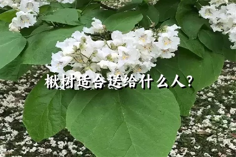 楸树适合送给什么人？