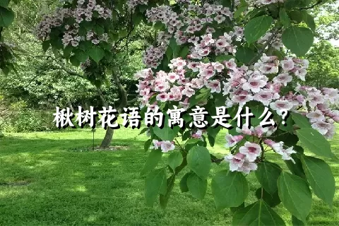 楸树花语的寓意是什么？