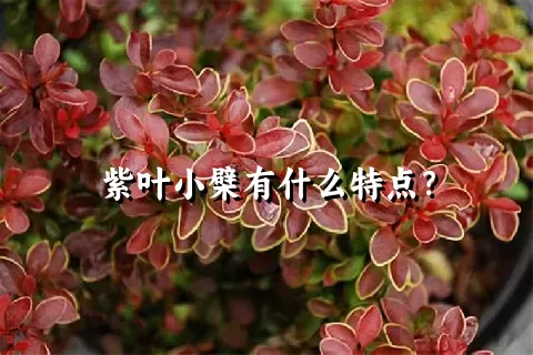 紫叶小檗有什么特点？