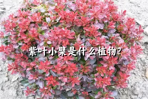 紫叶小檗是什么植物？