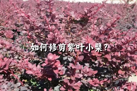 如何修剪紫叶小檗？