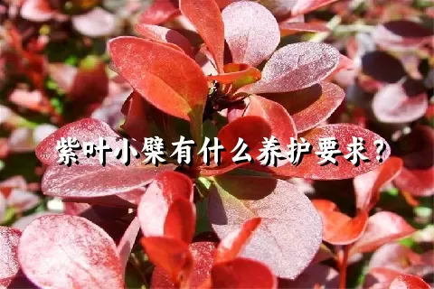 紫叶小檗有什么养护要求？