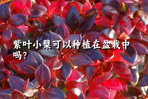 紫叶小檗可以种植在盆栽中吗？