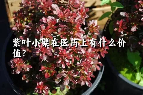 紫叶小檗在医药上有什么价值？