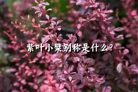 紫叶小檗别称是什么？