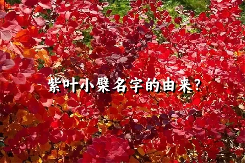 紫叶小檗名字的由来？