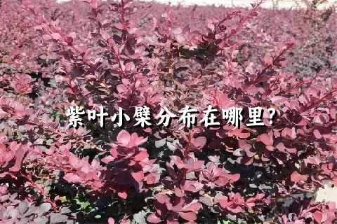 紫叶小檗分布在哪里?