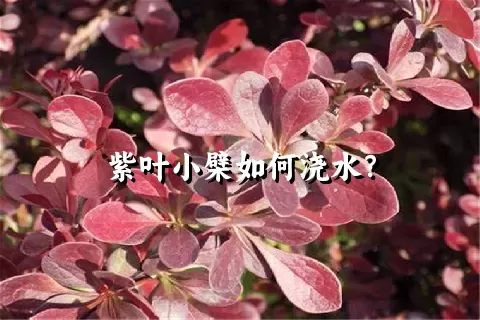 紫叶小檗如何浇水？