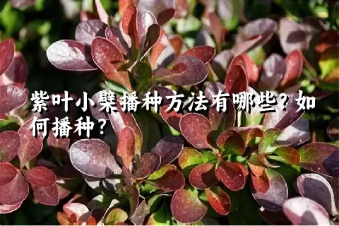 紫叶小檗播种方法有哪些？如何播种？