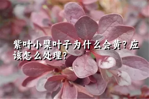 紫叶小檗叶子为什么会黄？应该怎么处理？