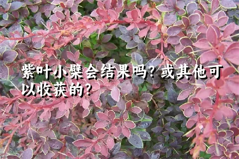 紫叶小檗会结果吗？或其他可以收获的？