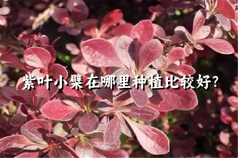 紫叶小檗在哪里种植比较好？