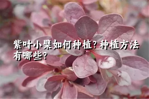 紫叶小檗如何种植？种植方法有哪些？