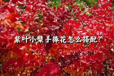 紫叶小檗手捧花怎么搭配？