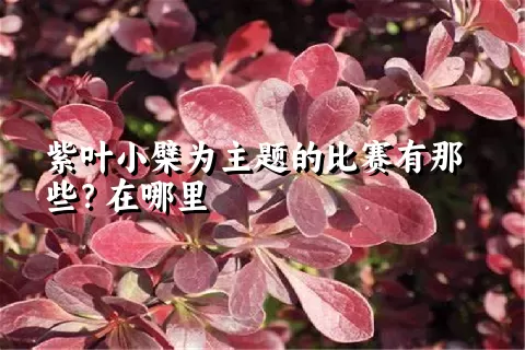 紫叶小檗为主题的比赛有那些？在哪里