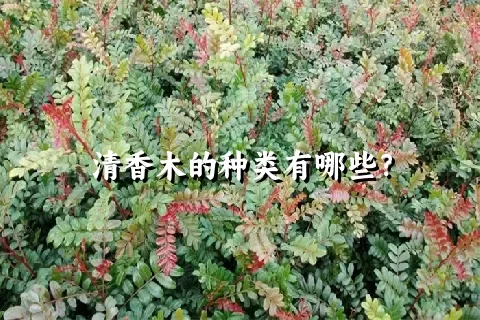 清香木的种类有哪些？