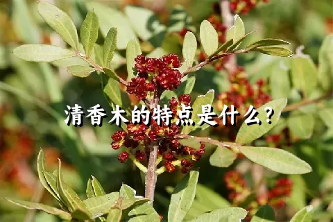 清香木的特点是什么？