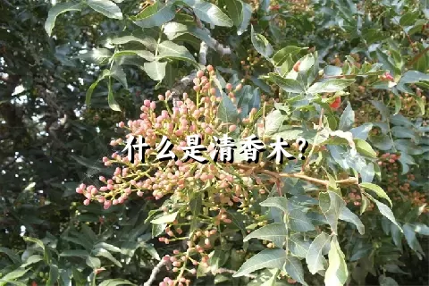 什么是清香木？