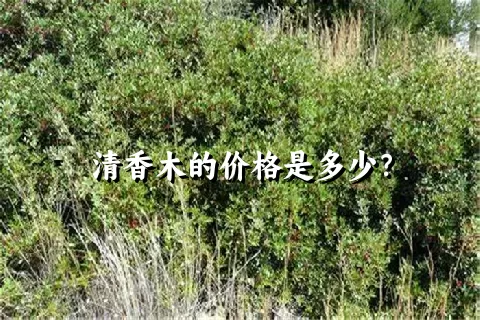 清香木的价格是多少？