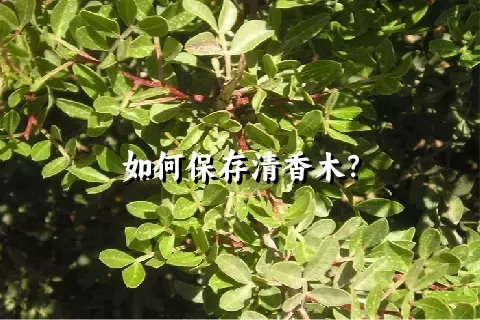 如何保存清香木？