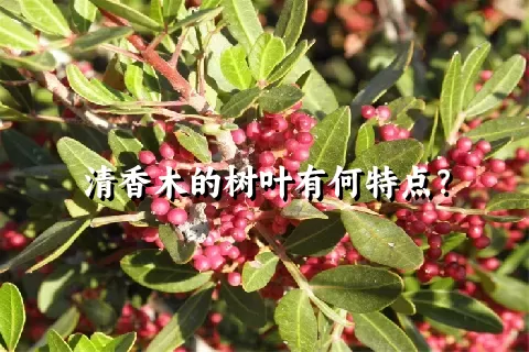 清香木的树叶有何特点？