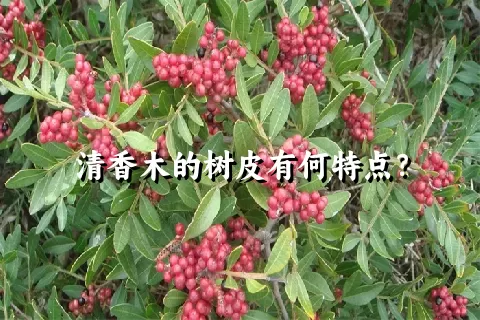 清香木的树皮有何特点？