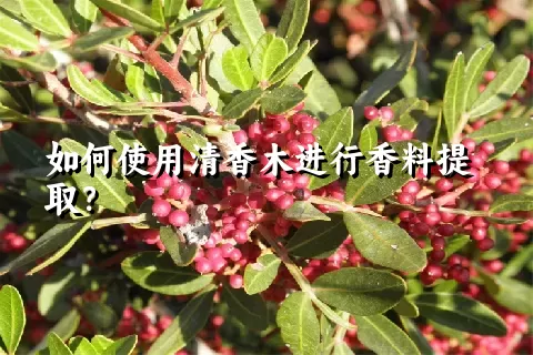 如何使用清香木进行香料提取？