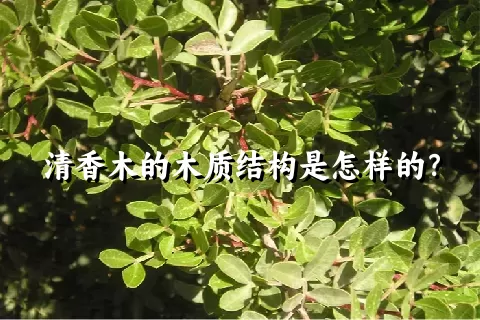 清香木的木质结构是怎样的？